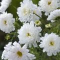 Cosmea Double Click Snow Puff (zaad) - Cosmos bipinnatus