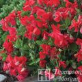 Lathyrus odoratus Villa Roma Scarlet (zaad) - Siererwt