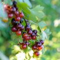 Jostabes - Ribes nidigrolaria