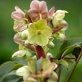 Helleborus sternii - Kerstroos