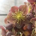 Helleborus sternii Flame - Kerstroos