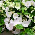 Hydrangea Runaway Bride Snow White - Guirlande hortensia