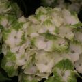 Hydrangea macrophylla Magical Noblesse - Bolhortensia