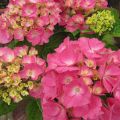 Hydrangea macrophylla Rosita - Boerenhortensia