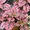 Hypoestes Hippo Pink - Sproetenplant