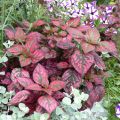 Hypoestes Hippo Rood - Sproetenplant