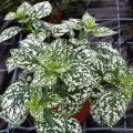 Hypoestes Hippo Wit - Sproetenplant