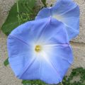Ipomoea tricolor Heavenly Blue - Klimmende winde