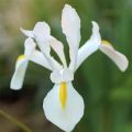 Iris hollandica White Excelsior - Hollandse iris