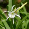 Hymenocallis festalis Wit - Spinlelie