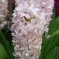 Hyacint China Pink - Hyacinthus orientalis