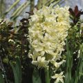 Hyacint City of Harleem - Hyacinthus orientalis