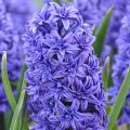 Hyacint Crystal Palace - Hyacinthus orientalis