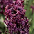 Hyacint Woodstock - Hyacinthus orientalis