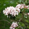 Kalmia latifolia - Lepeltjesboom