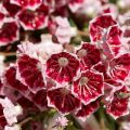 Kalmia latifolia Pinwheel - Lepeltjesboom