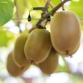 Gele kiwi - Actinidia deliciosa KiwHappy
