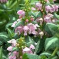 Lamium maculatum Shell Pink - Gevlekte dovenetel