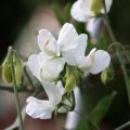 Lathyrus odoratus Wit Supreme (zaad) - Siererwt