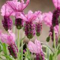 Lavandula stoechas The Princess - Kuiflavendel