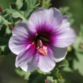 Lavatera maritima - Struikmalva