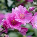 Lavatera olbia Rosea - Struikmalva