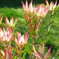 Leucadendron Jack Harre - Kaaps groen