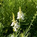 Linaria purpurea Alba - Vlasleeuwenbek