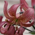 Lilium Manitoba Morning - Turkse lelie