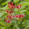 Lilium martagon Claude Shride -  - Turkse lelie
