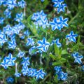 Lithodora diffusa Star - Steenzaad