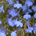 Lobelia Hot Water Blue - Hanglobelia