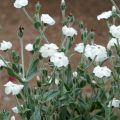 Lychnis coronaria Alba - Prikneus