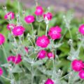 Lychnis coronaria - Prikneus