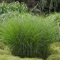 Miscanthus sinensis Gracillimus - Prachtriet