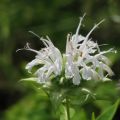 Monarda Schneewittchen - Bergamotplant