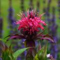Monarda fistulosa Scorpion - Bergamotplant
