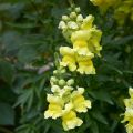 Leeuwenbek Dazzling Lips Lemon - Antirrhinum majus