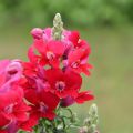 Leeuwenbek Dazzling Lips Red - Antirrhinum majus