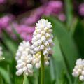 Muscari aucheri White Magic - Blauwe druifjes