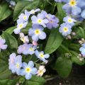 Myosotis Myomark - Bosvergeet-mij-nietje