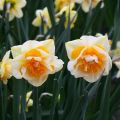 Narcissus Double Beauty - Dubbele narcis