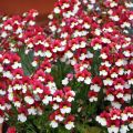 Nemesia Sunsatia Cherry On Ice - Elfenspiegel