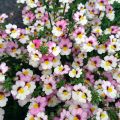 Nemesia Sunsatia Plus Lychee - Elfenspiegel