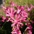 Nerine bowdenii Isobel - Kliplelie
