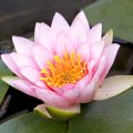 Nymphaea Fabiola - Waterlelie