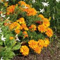 Klein afrikaantje Bonanza Orange - Tagetes patula