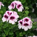 Pelargonium Mosquitaway Lizzy - Citroengeranium