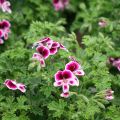 Pelargonium Mosquitaway Eva - Citroengeranium