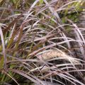 Pennisetum advena Rubrum - Lampenpoetsersgras